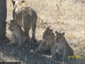 576 die Löwen mama und ihre kleinen hängen an der strasse ab